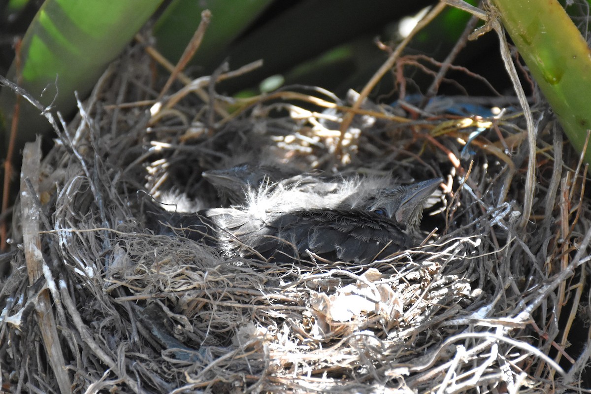 Brewer's Blackbird - ML620511290