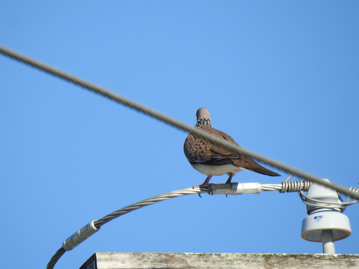 Spotted Dove - ML620511293