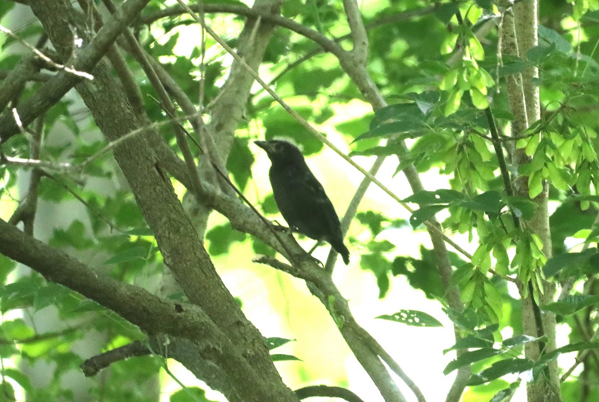 Common Grackle - ML620511294