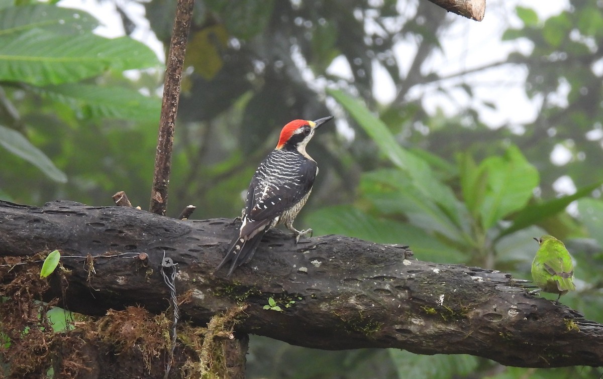 Black-cheeked Woodpecker - ML620511295