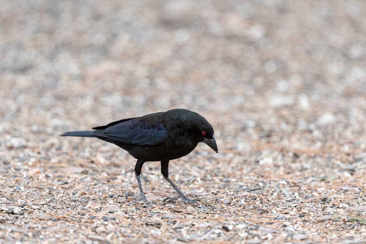 Bronzed Cowbird - ML620511298