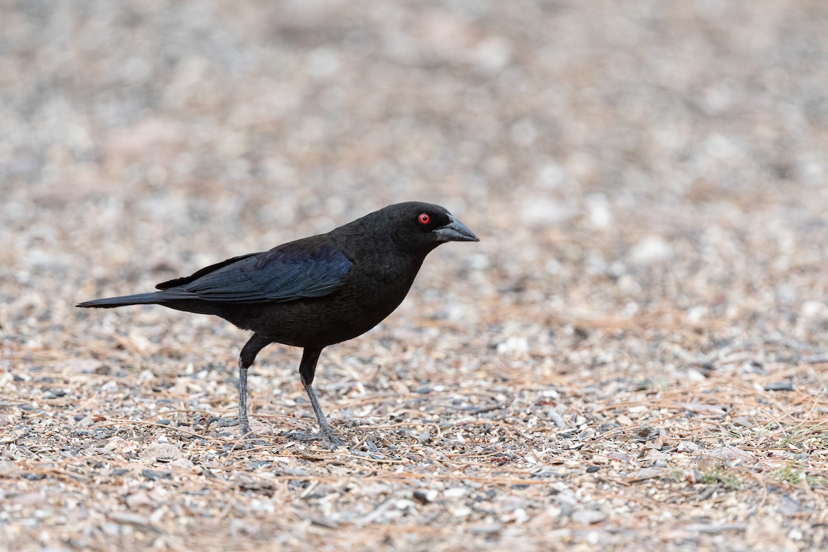 Bronzed Cowbird - ML620511299