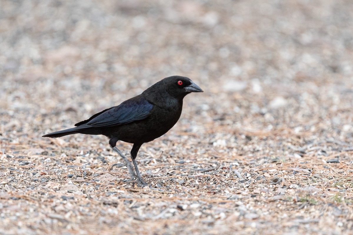 Bronzed Cowbird - ML620511300