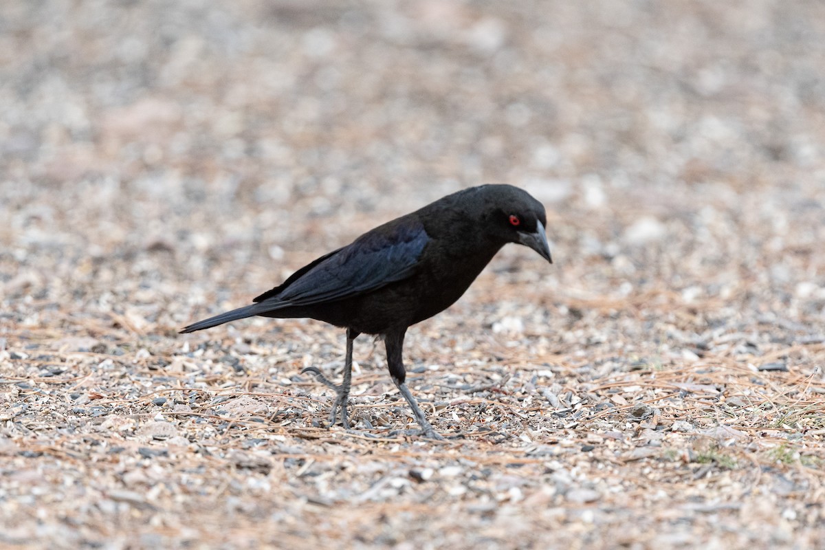 Bronzed Cowbird - Suzy Deese