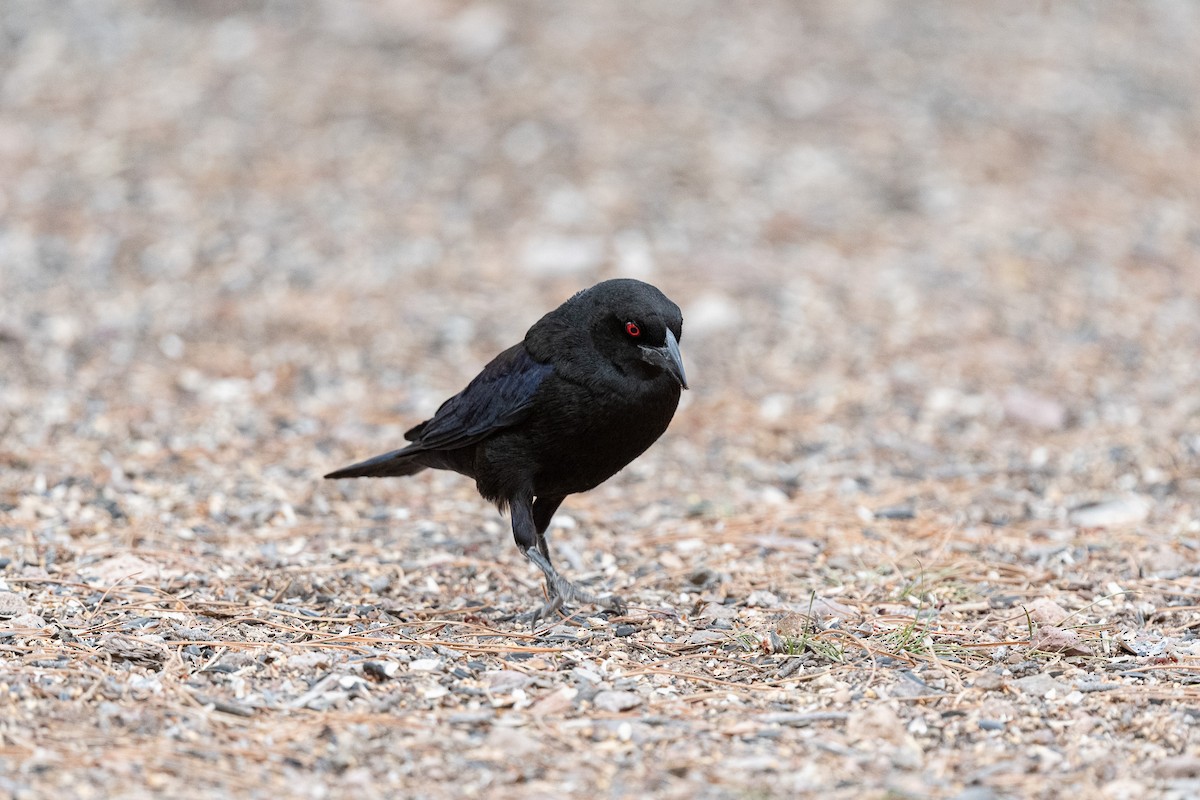 Bronzed Cowbird - ML620511302