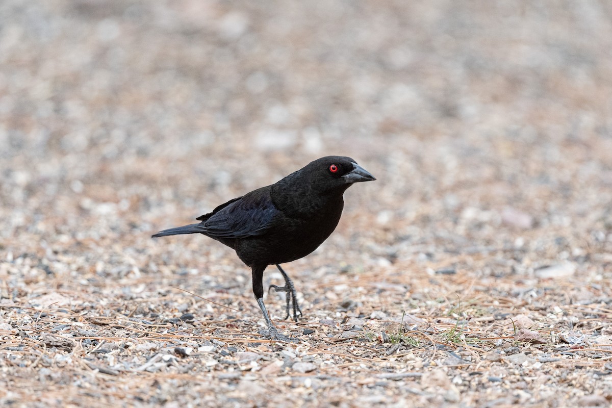 Bronzed Cowbird - Suzy Deese