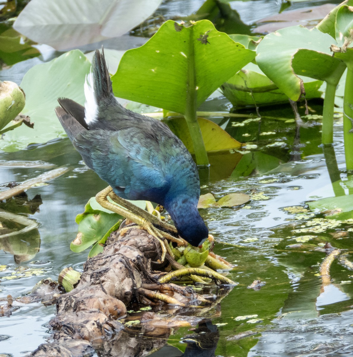 Purple Gallinule - ML620511309