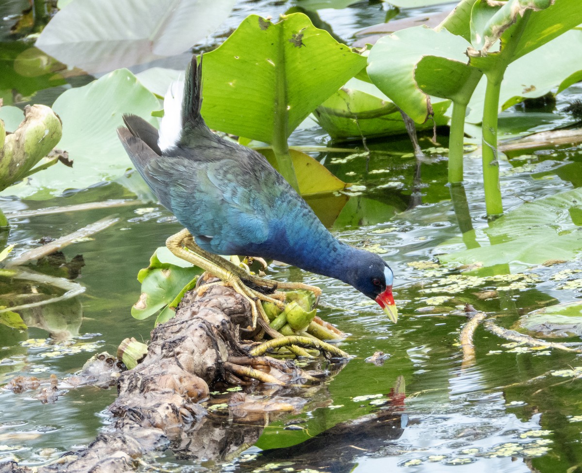 Purple Gallinule - ML620511310