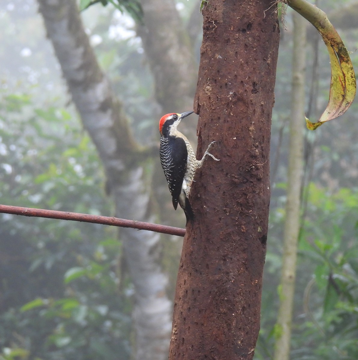 Black-cheeked Woodpecker - ML620511311