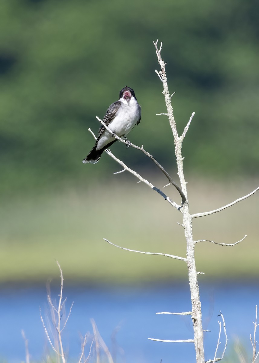 Eastern Kingbird - ML620511313