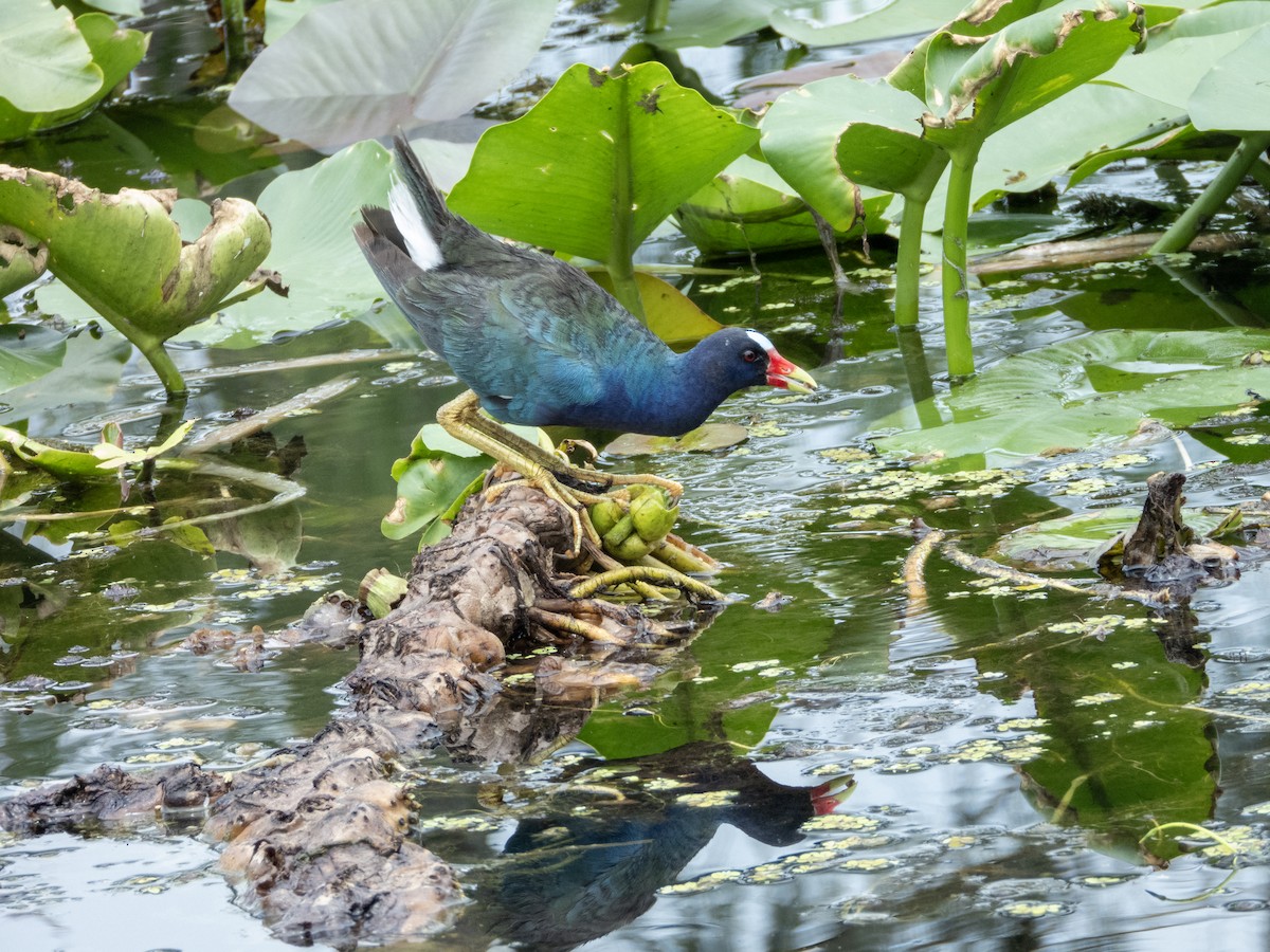 Purple Gallinule - ML620511317