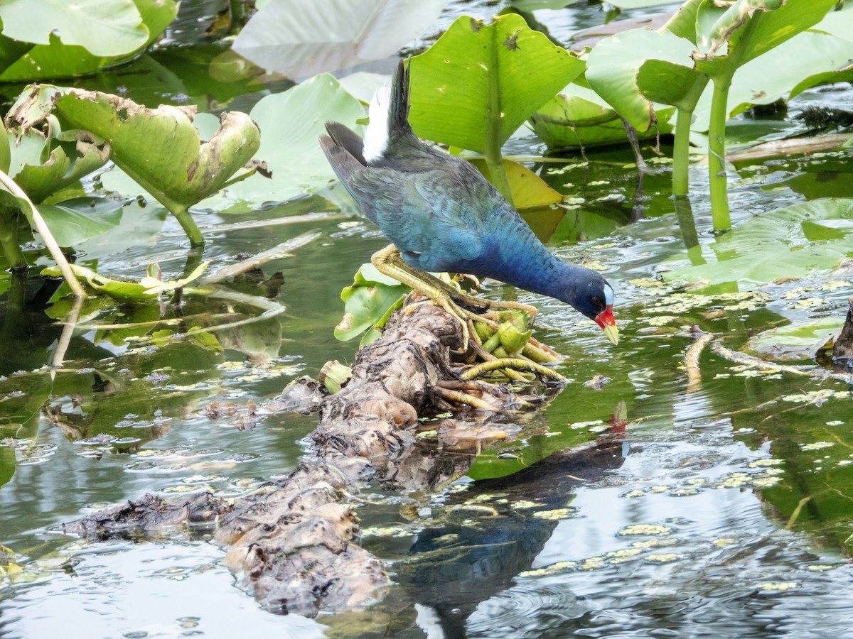 Purple Gallinule - ML620511319