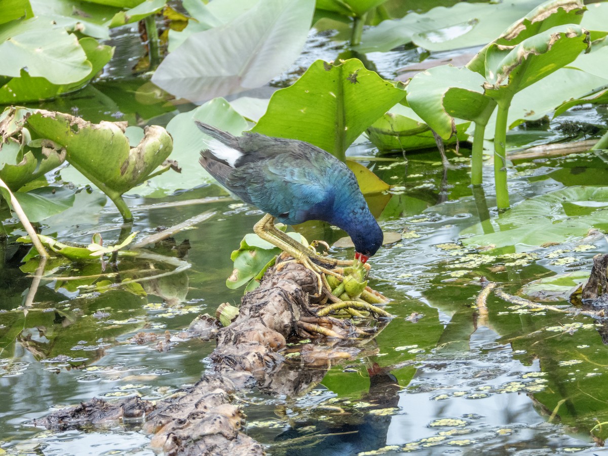 Purple Gallinule - ML620511320