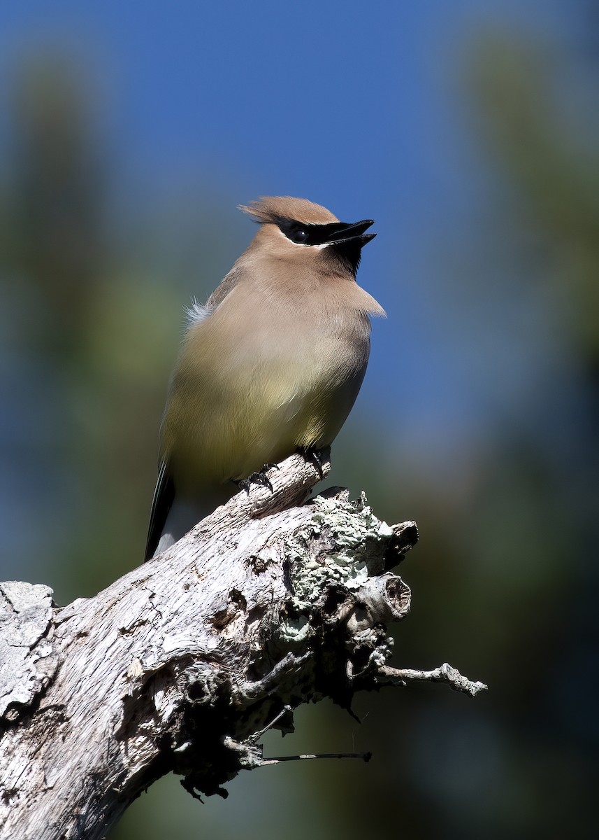 Cedar Waxwing - ML620511326