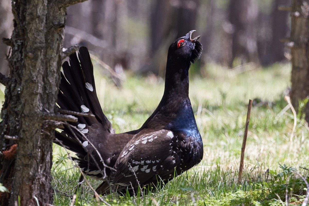 Black-billed Capercaillie - ML620511329