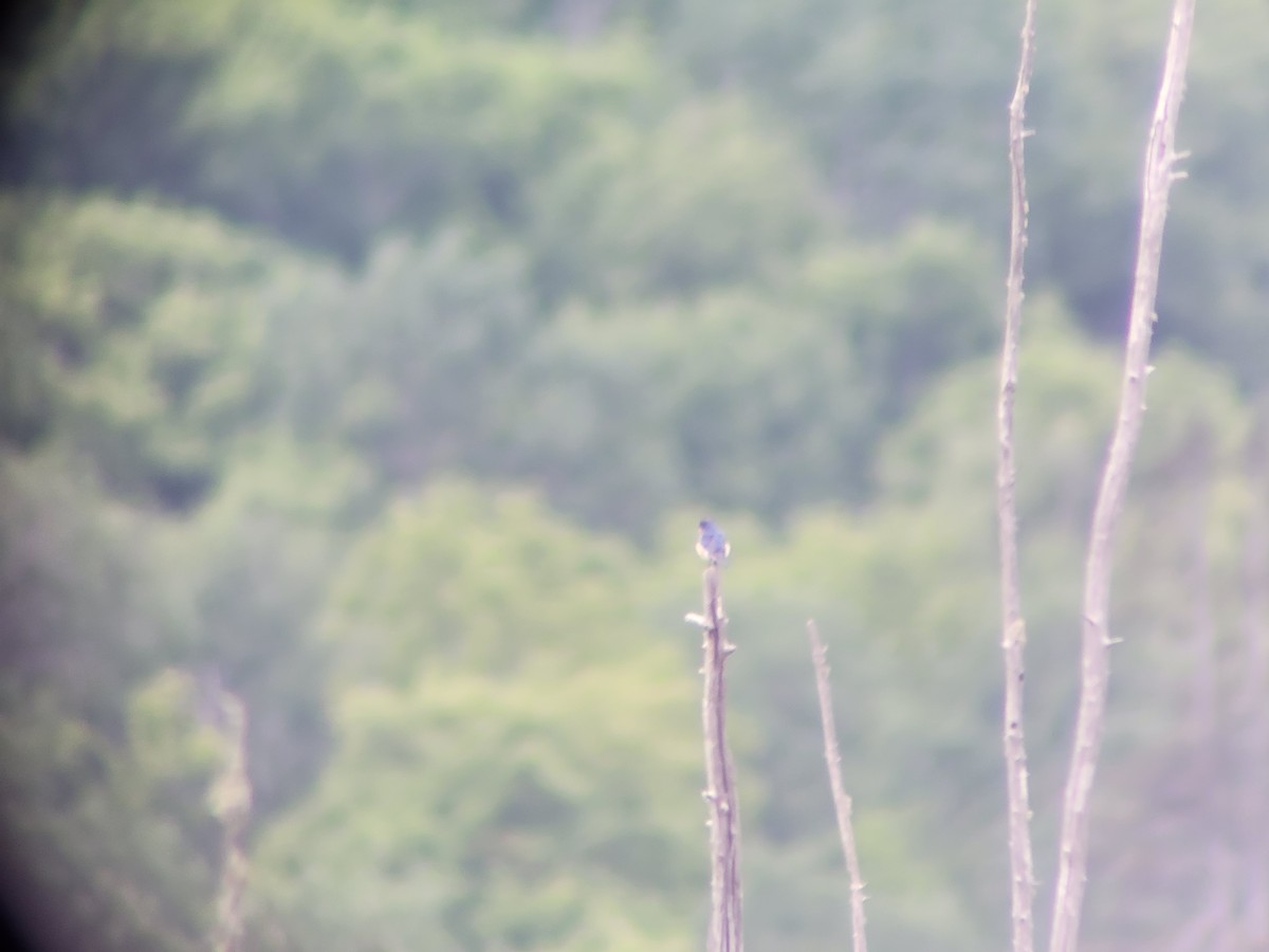 Eastern Bluebird - Lucas Beaver