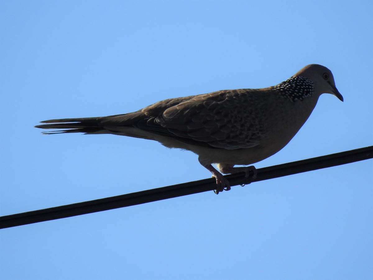 Spotted Dove - ML620511332