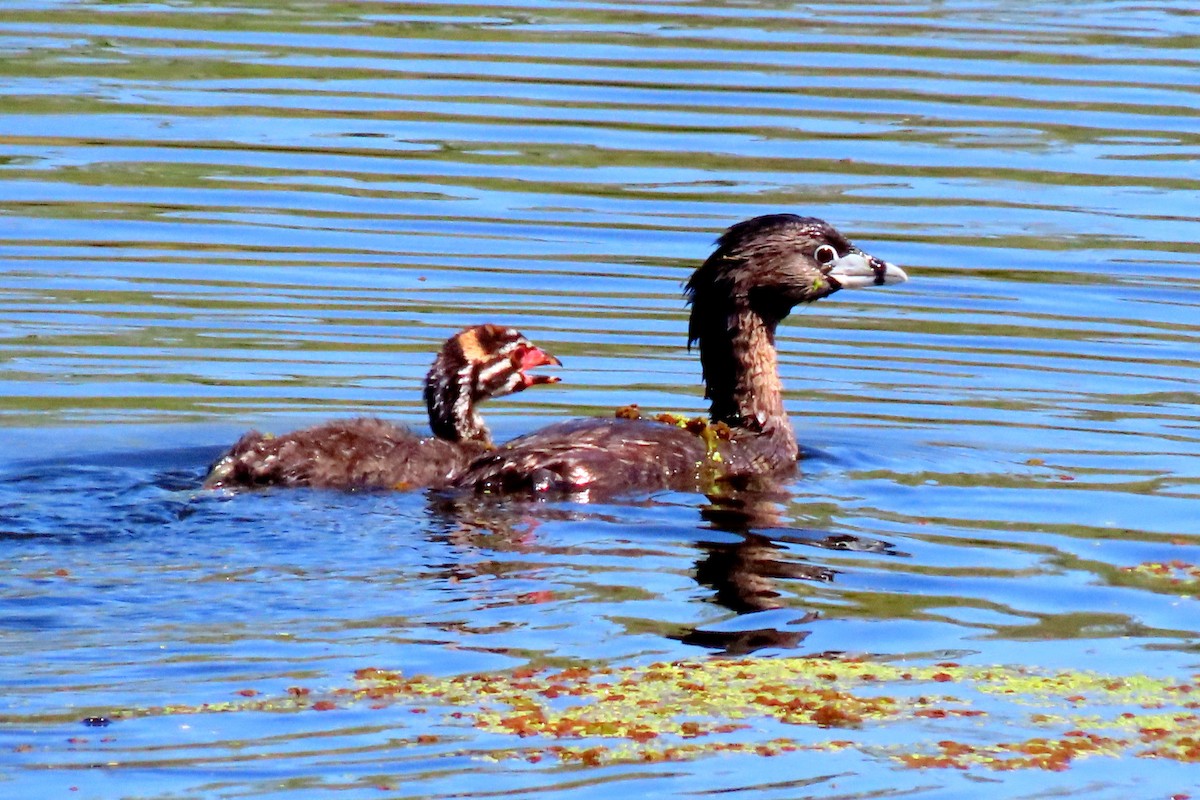 Pied-billed Grebe - ML620511334