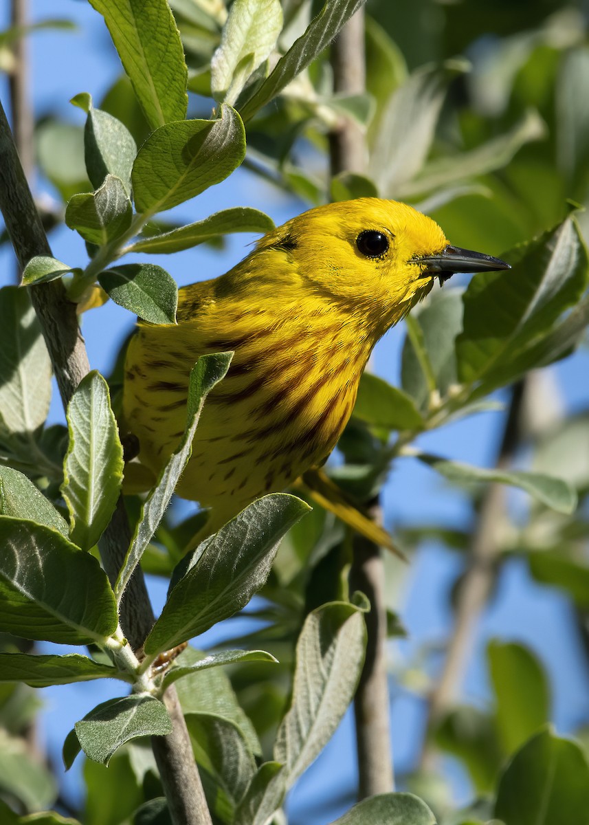 Yellow Warbler - ML620511337