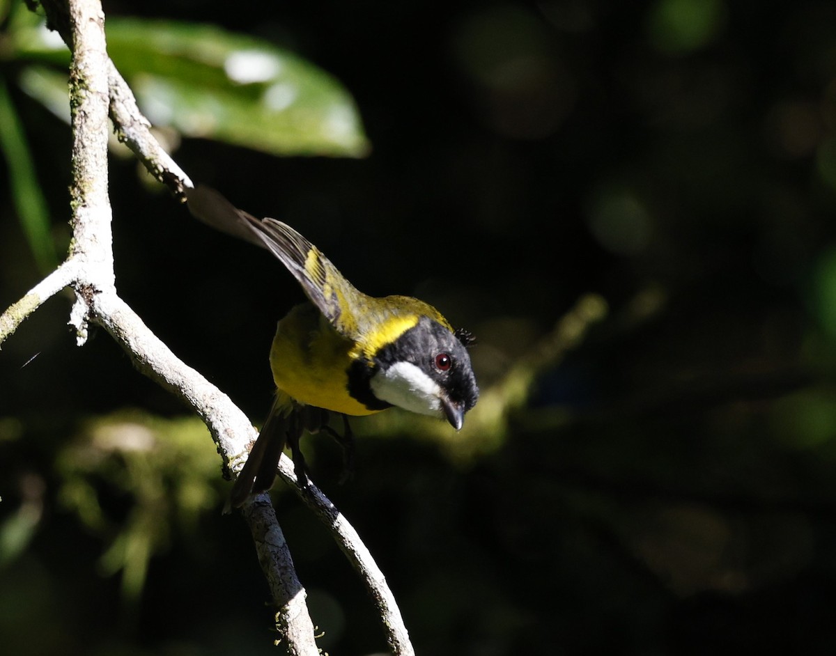 Golden Whistler - ML620511341