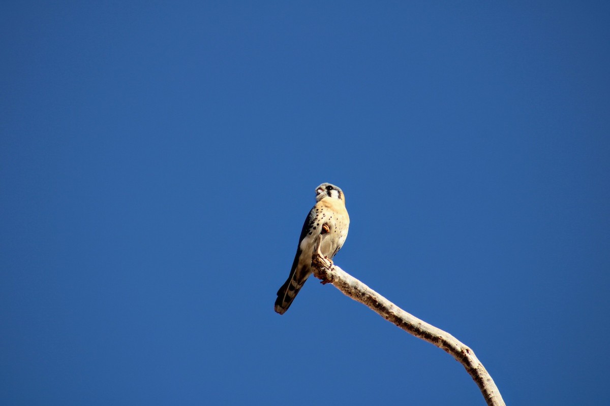 American Kestrel - ML620511343