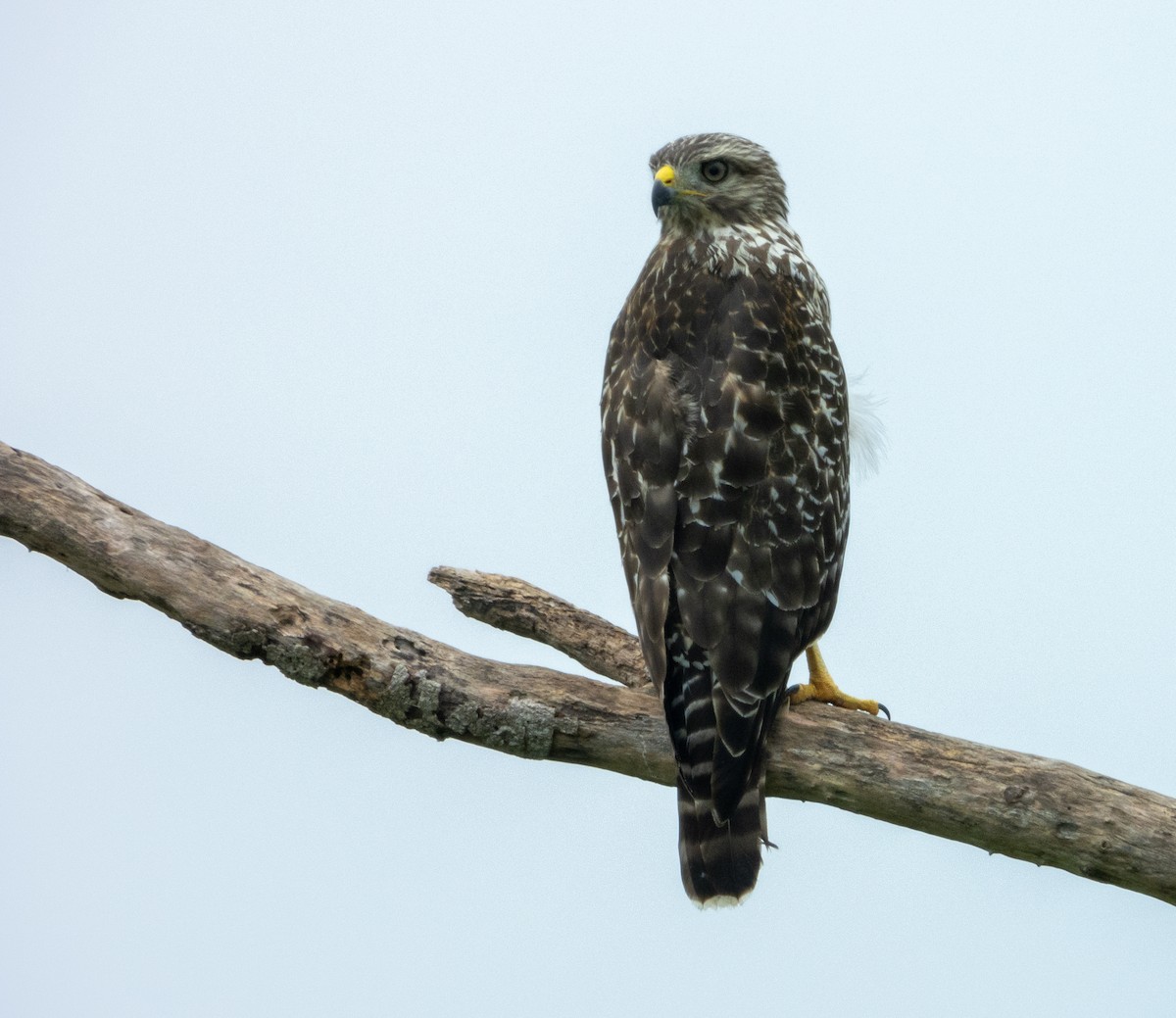 Red-shouldered Hawk - ML620511363