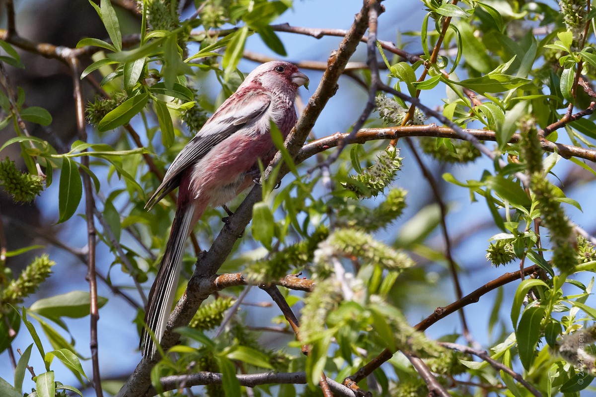 Long-tailed Rosefinch - ML620511370