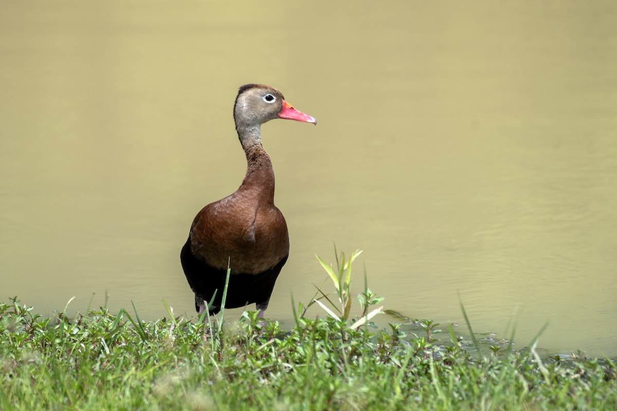 Black-bellied Whistling-Duck - ML620511372