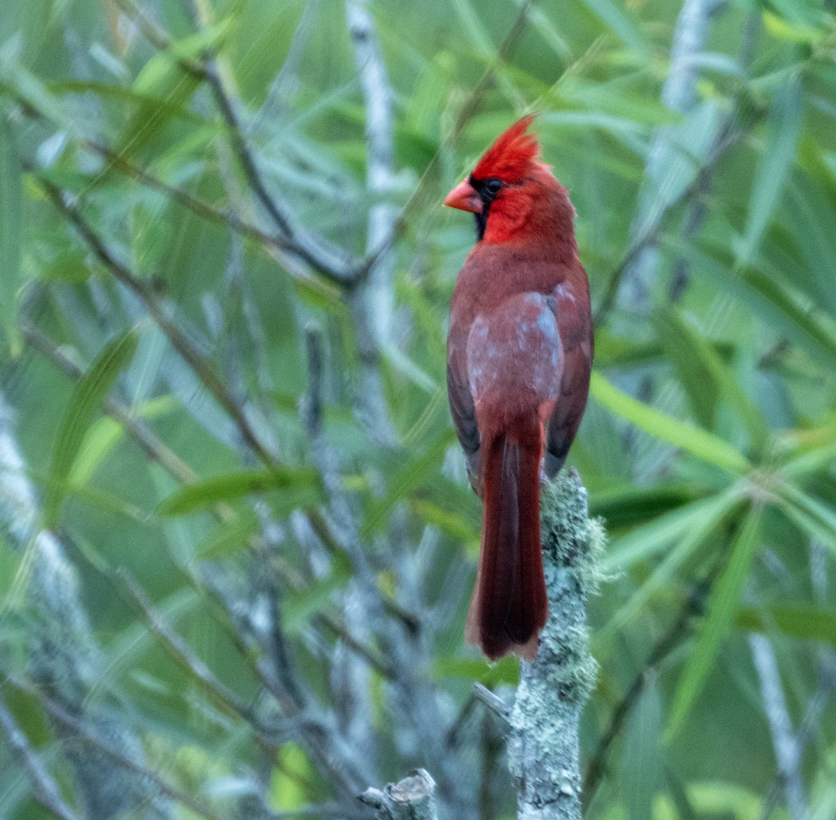 Cardinal rouge - ML620511377