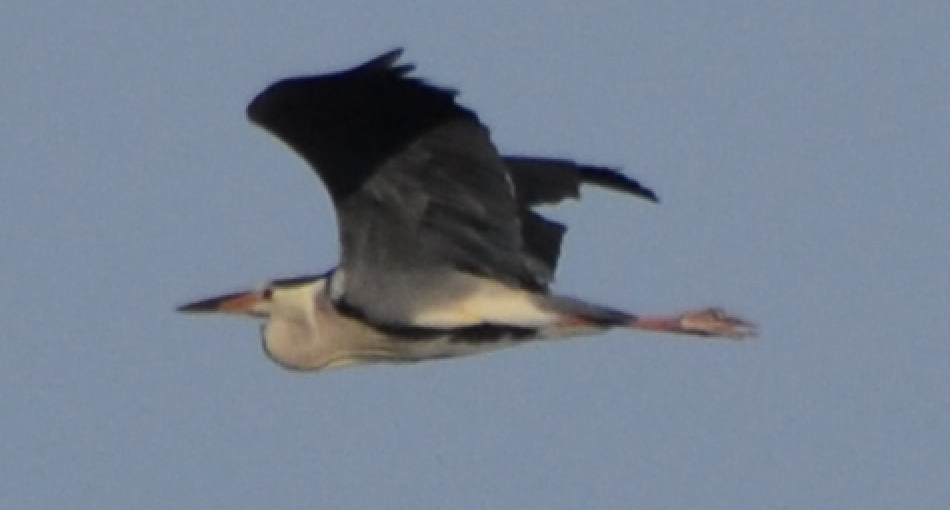 Gray Heron - ML620511378