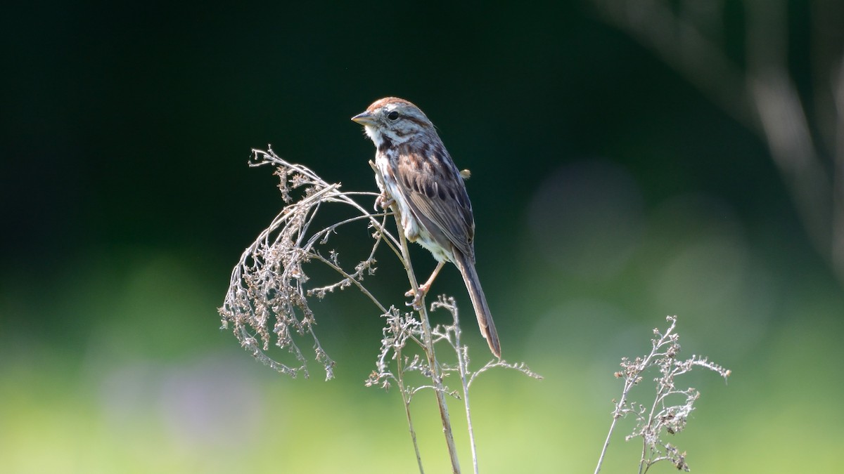 Song Sparrow - Anthony Zammit