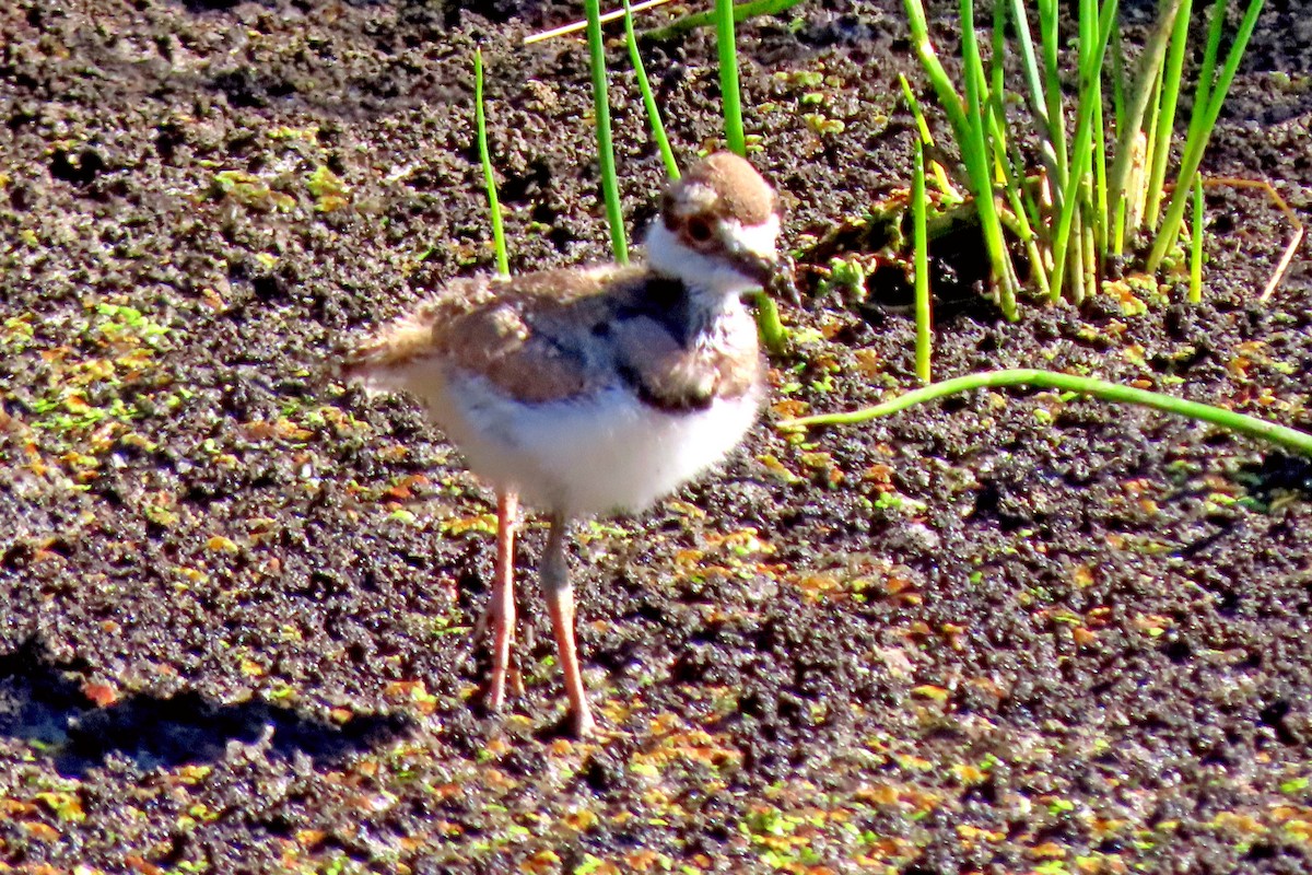 Killdeer - ML620511384