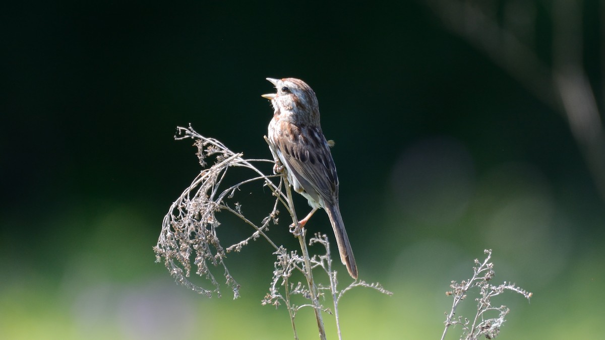 Song Sparrow - ML620511390