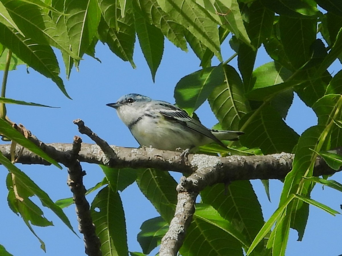 Cerulean Warbler - Bill Blauvelt