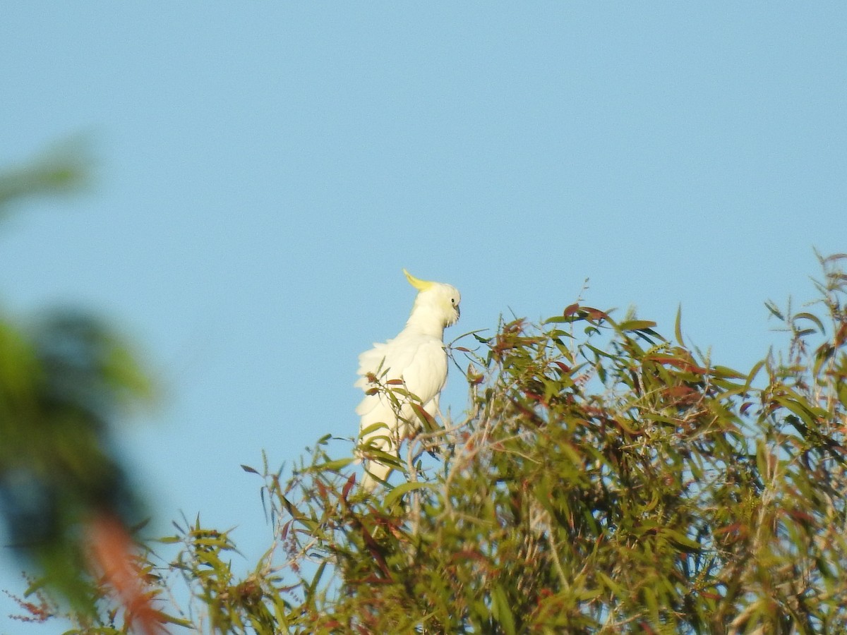 Sulphur-crested Cockatoo - ML620511400