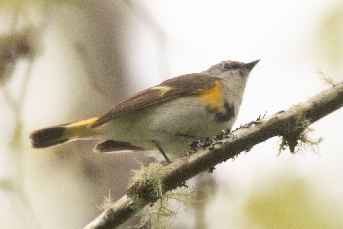 American Redstart - ML620511402