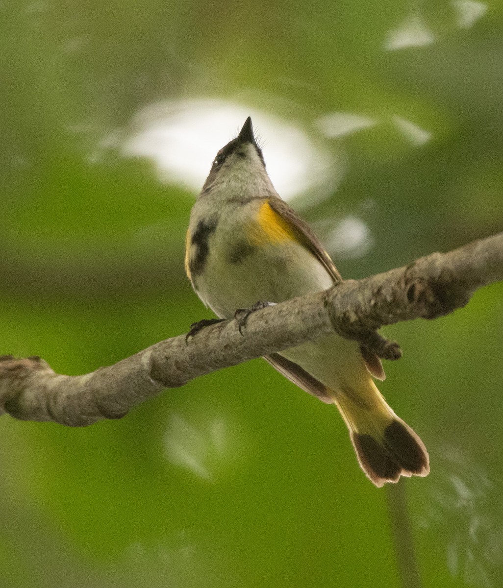 American Redstart - ML620511403