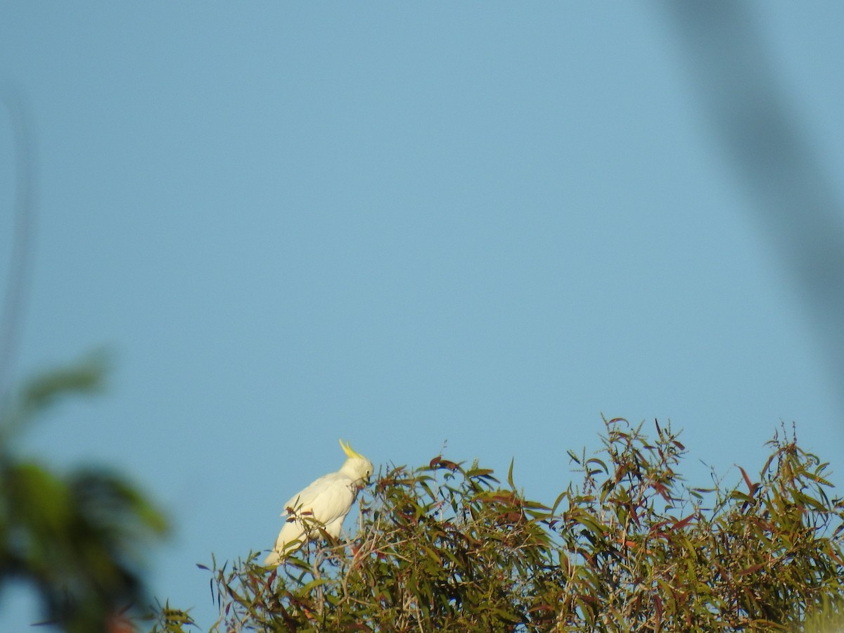 Sulphur-crested Cockatoo - ML620511407