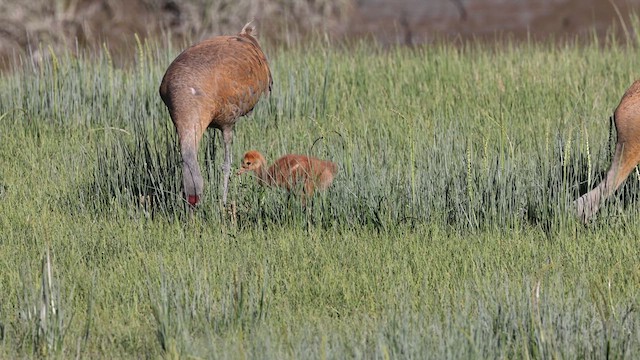 Sandhill Crane - ML620511410