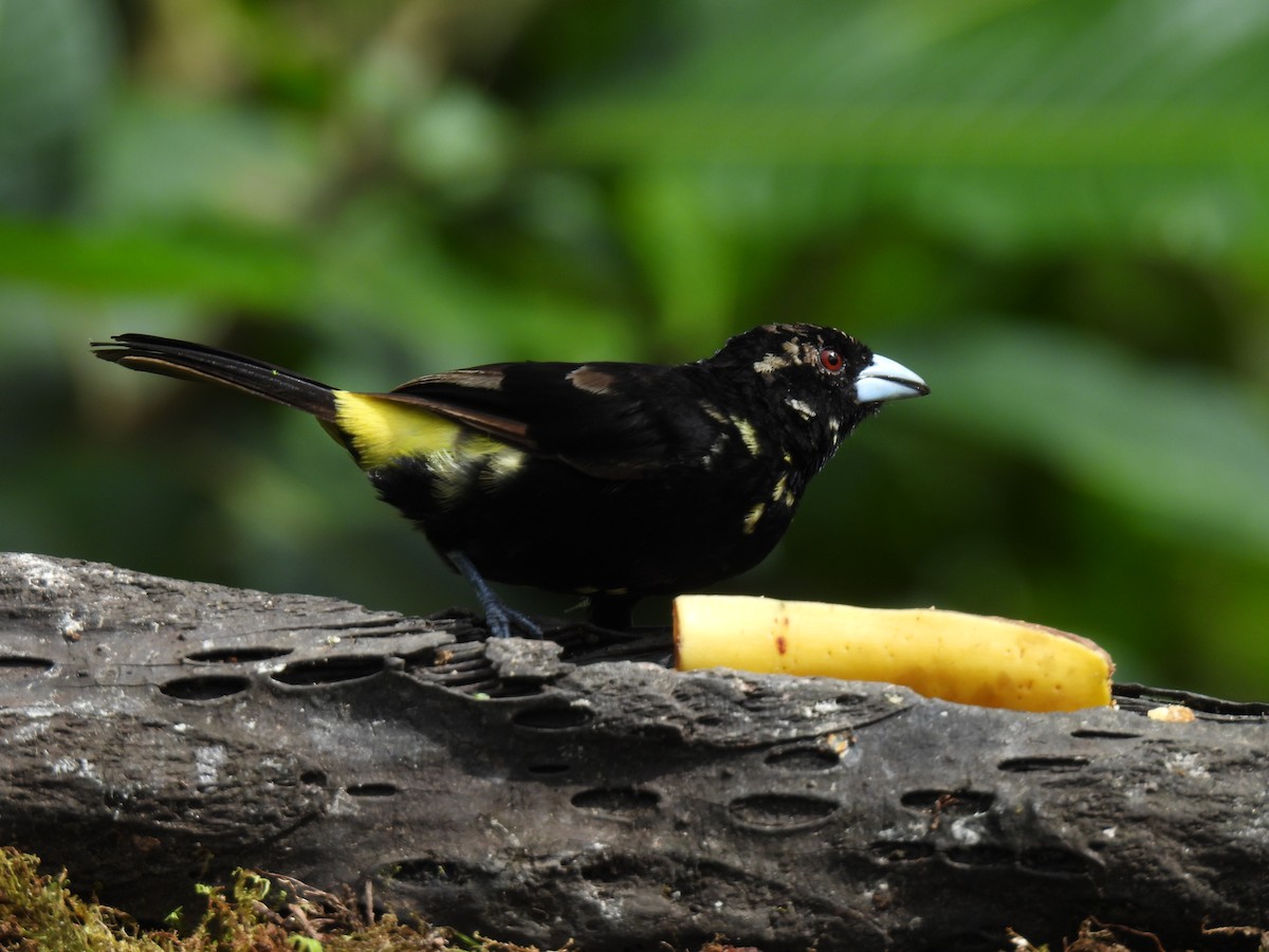 Flame-rumped Tanager - ML620511412