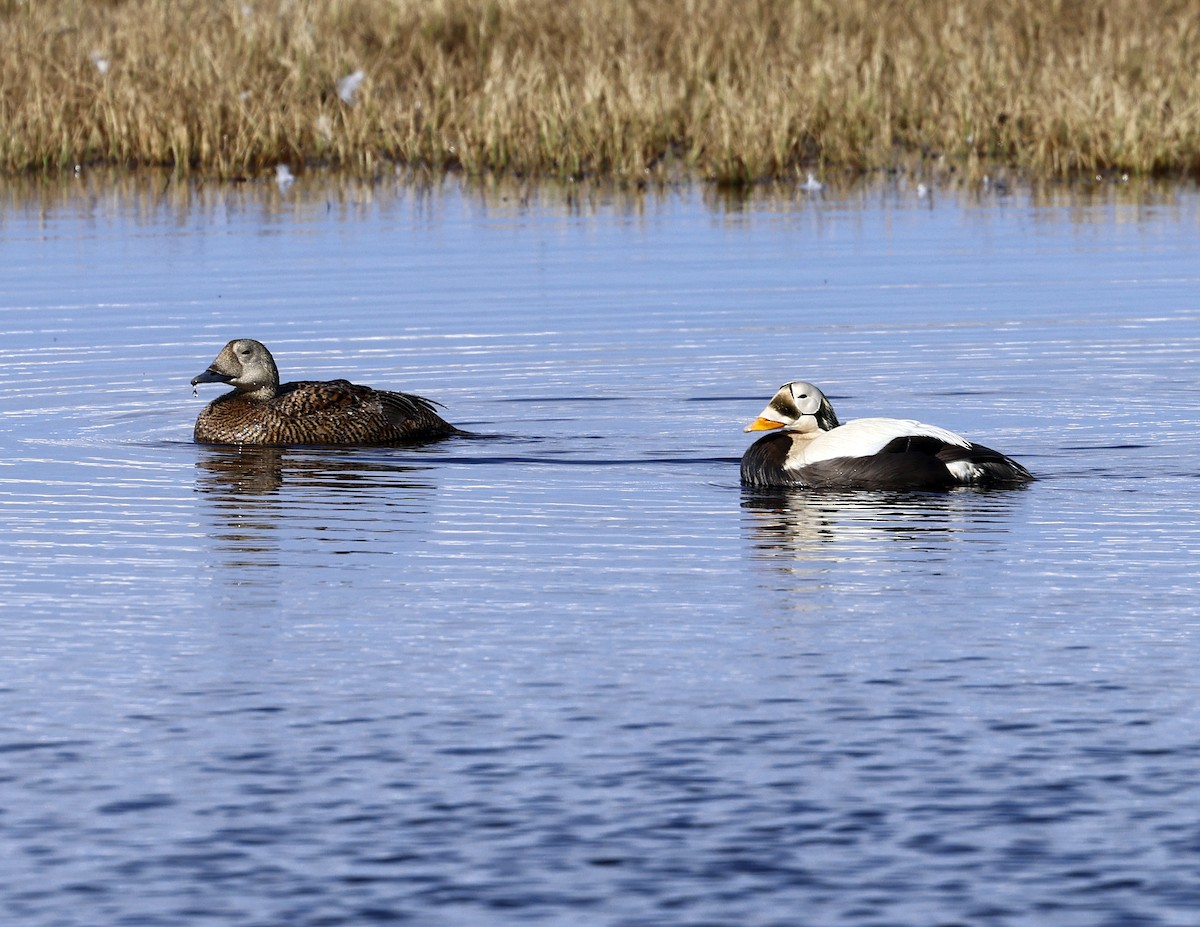 Spectacled Eider - ML620511415