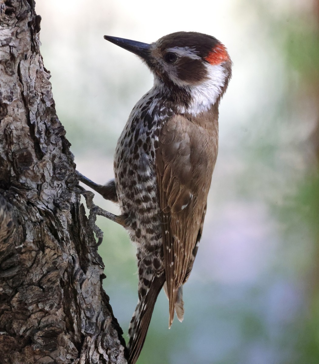 Arizona Woodpecker - ML620511427