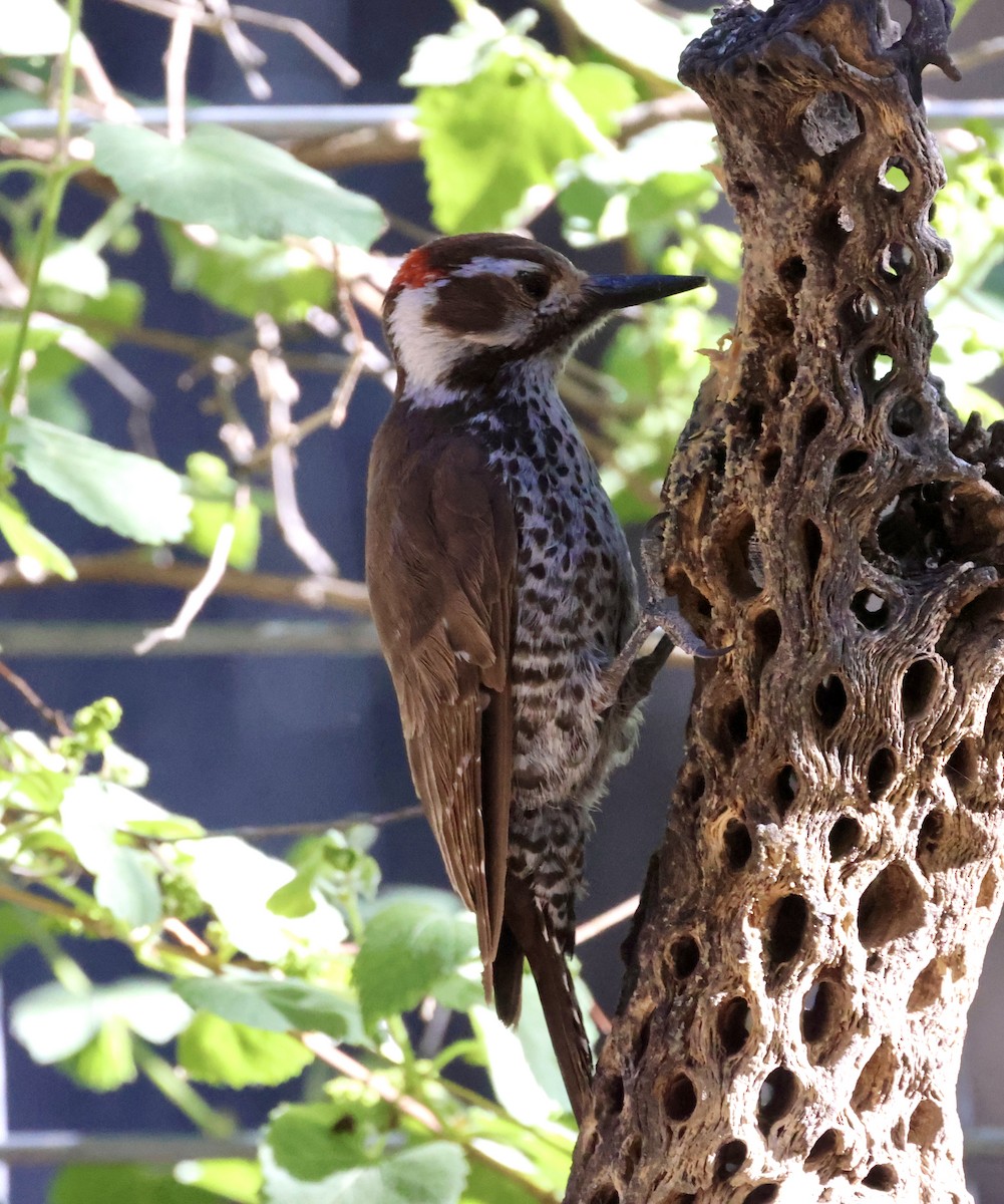Arizona Woodpecker - ML620511428
