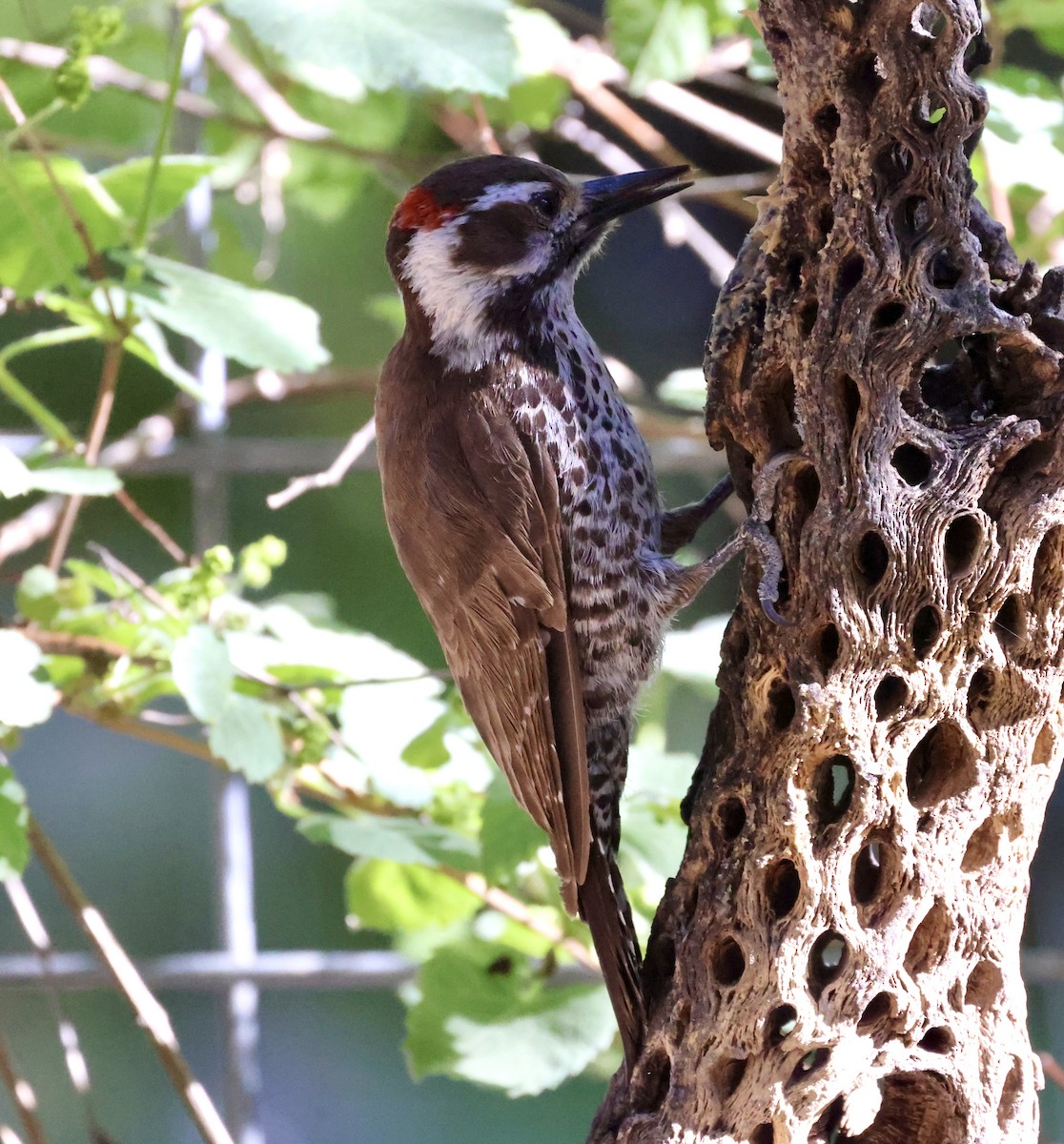 Arizona Woodpecker - ML620511429