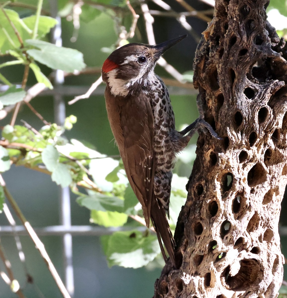 Arizona Woodpecker - ML620511430