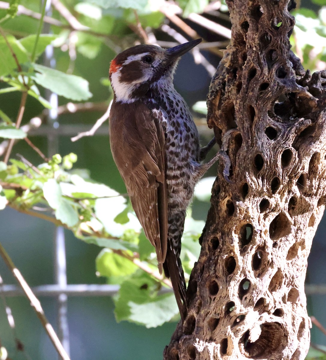 Arizona Woodpecker - ML620511431
