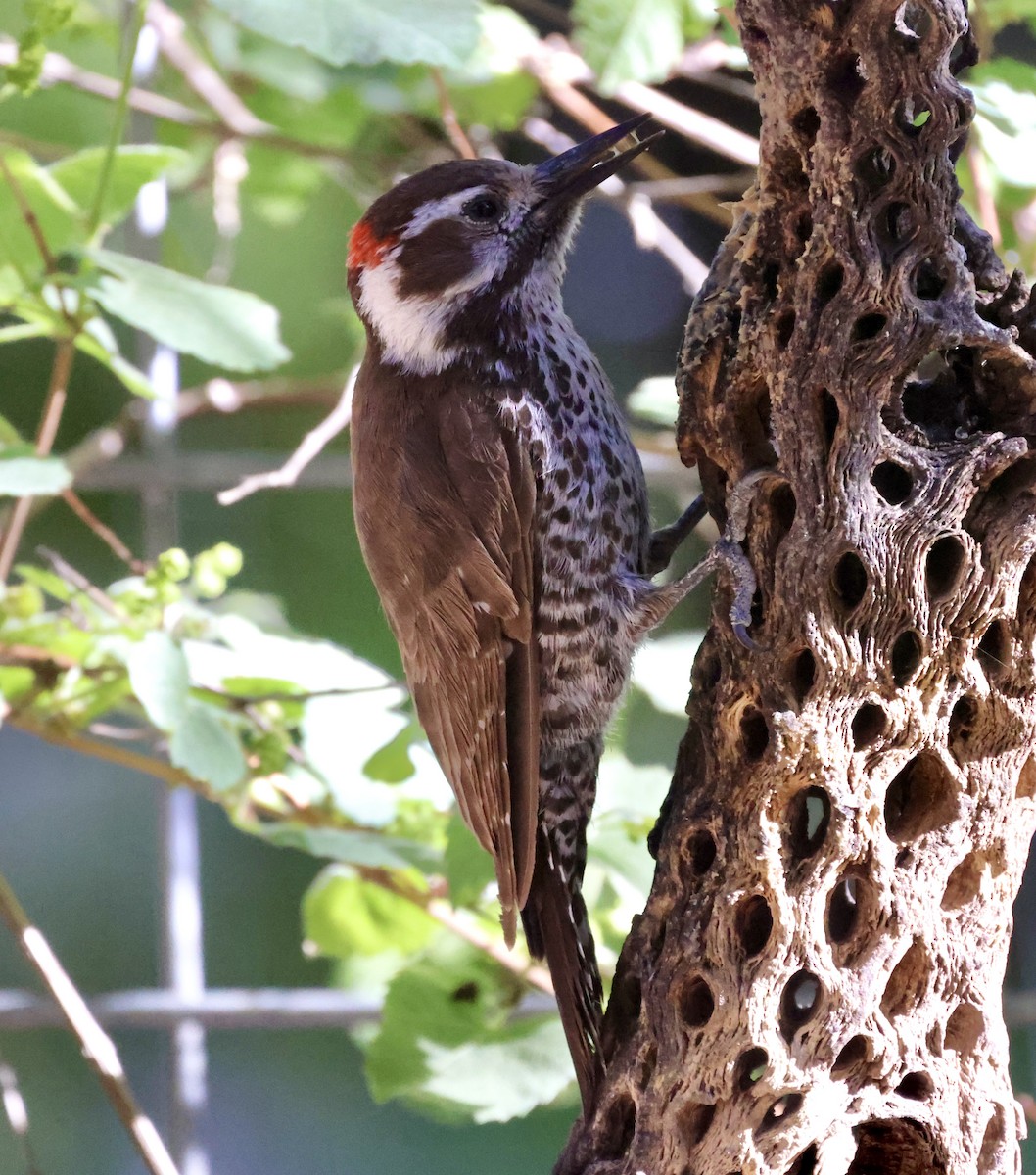 Arizona Woodpecker - ML620511432