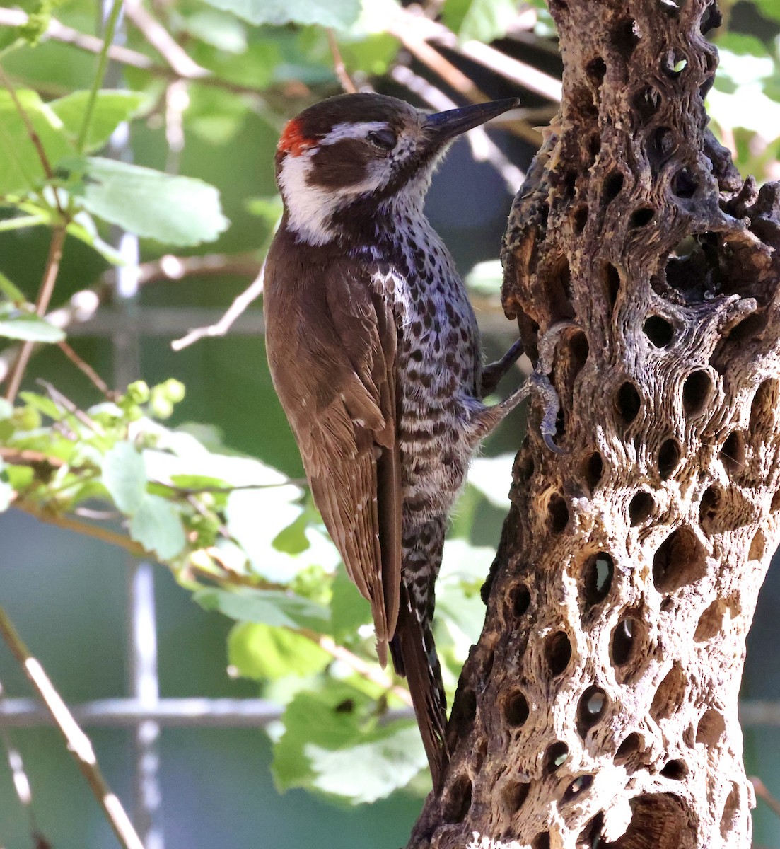 Arizona Woodpecker - ML620511433