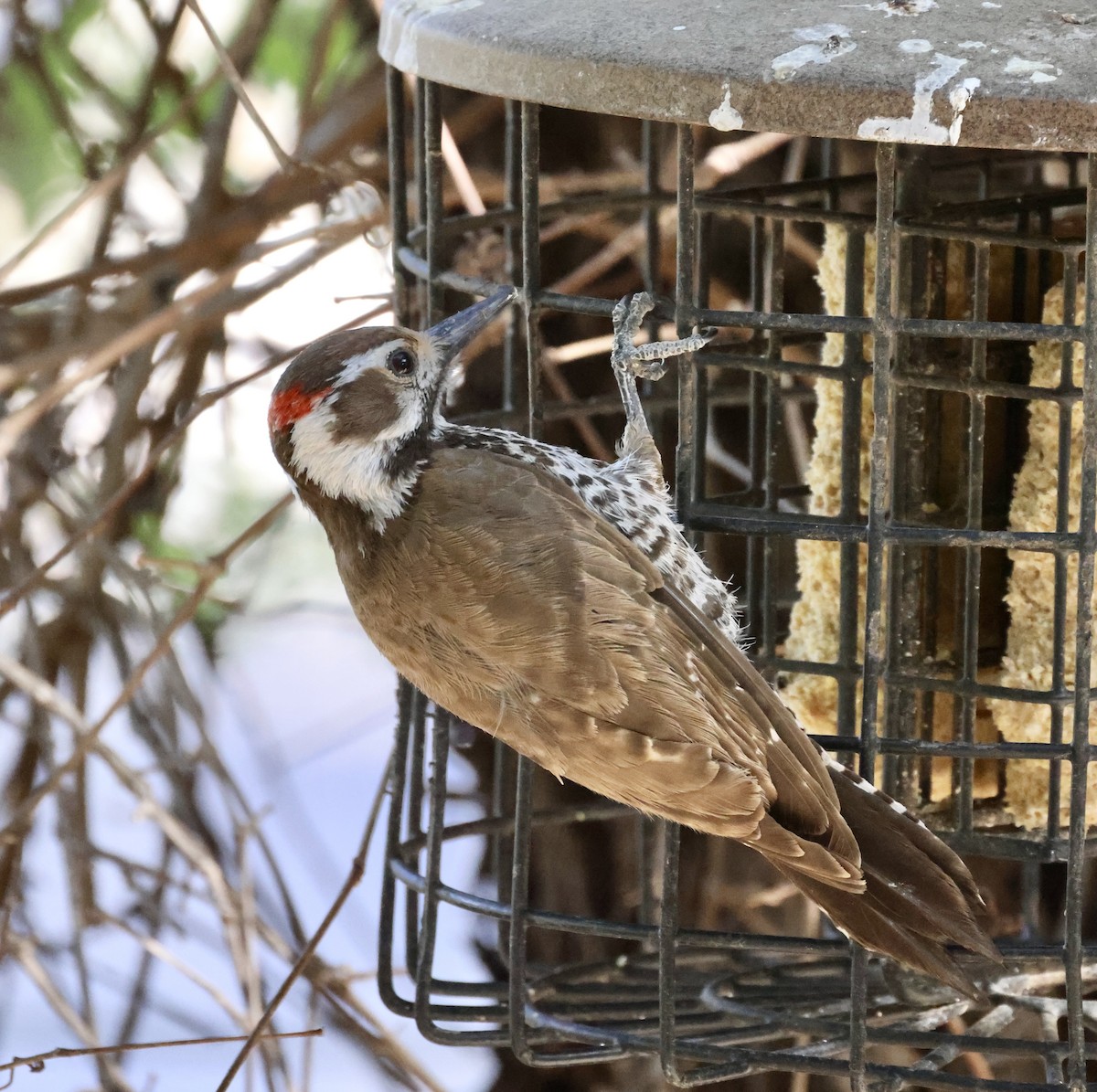 Arizona Woodpecker - ML620511434