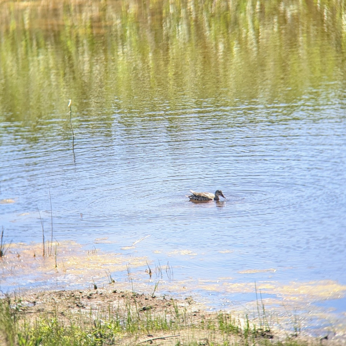 Gadwall - ML620511437